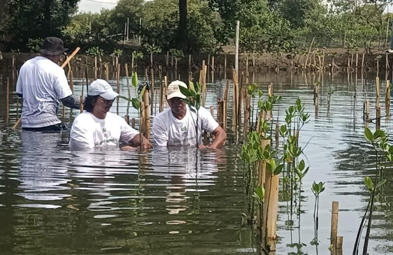 Aktivis Lingkungan Hidup Tangerang (Kalung) saat aksi penanaman ribuan mangrove. (Foto: Suara Realitas).