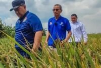 Imbas terendam banjir dan hama di Jakarta Utara berpotensi menggerus perkiraan produksi beras. (Foto: Dok. Antara/Ist).