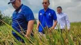 Imbas terendam banjir dan hama di Jakarta Utara berpotensi menggerus perkiraan produksi beras. (Foto: Dok. Antara/Ist).
