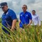 Imbas terendam banjir dan hama di Jakarta Utara berpotensi menggerus perkiraan produksi beras. (Foto: Dok. Antara/Ist).