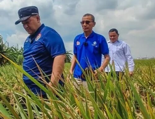 Imbas terendam banjir dan hama di Jakarta Utara berpotensi menggerus perkiraan produksi beras. (Foto: Dok. Antara/Ist).