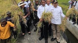 Titiek Soeharto saat meninjau jalanya panen raya bersama Menteri Pertanian Andi Amran Sulaiman di Kabupaten Bantul. (Foto: Istimewa).