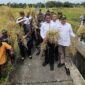 Titiek Soeharto saat meninjau jalanya panen raya bersama Menteri Pertanian Andi Amran Sulaiman di Kabupaten Bantul. (Foto: Istimewa).