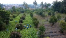 TERPANTAU: Lahan ketahanan pangan milik TNI AU melalui kamera drone. (Foto: Istimewa).