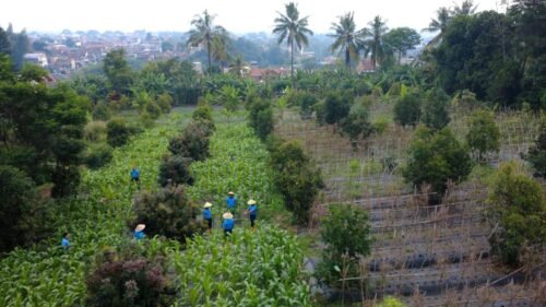 Optimalkan Lahan di Cimahi , Lanud Husein Sastranegara Dukung Ketahanan Pangan yang Ampuh