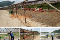 TERPANTAU: penampakkan aktivitas pabrik bulu ayam yang leluasa berdiri bebas hambatan dan hilangnya PPLH line atas sanksi yang diberikan oleh Dinas LH Kabupaten Bogor. (Foto: Ekslusif suararealitas.co/HS).