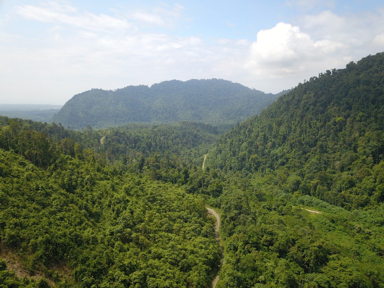 Tanpa Dirusak Tambang Nikel, Valuasi Ekonomi Hutan Morowali Bisa Capai Rp 2,81 Triliun per Tahun, Lebih Tinggi dari Pendapatan Daerah