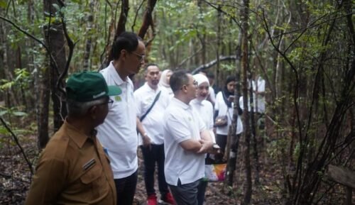 Komitmen Nyata untuk Bumi: Jasaraharja Putera Tanam Pohon Pelepak, Jaga Lingkungan Belitung