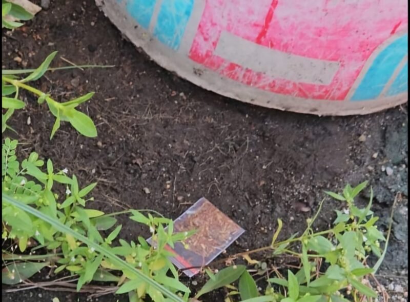 ILUSTRASI - dugaan tembakau sintetis gorilla yang ditemukan dan disembunyikan di pot tanaman milik warga area Hutan Kota Pulo Gebang, Cakung, Jakarta Timur, Minggu (16/11/2025). (Foto: suararealitas.co/Kipray).