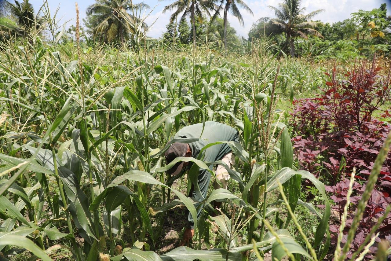 Reforma Agraria Ubah Pola Pikir Warga Desa Baumata di Kabupaten Kupang, Hasilkan Peningkatan Penghasilan Petani