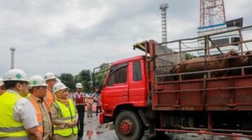 Jaga Stabilitas Pangan, Pemprov DKI Datangkan Sapi dari Australia