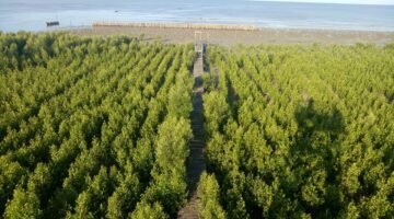 KKP Buka Peluang Sinergi Petakan Lokasi Ruang Karbon Biru di Kawasan Industri