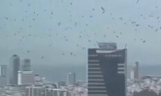 Burung Gagak Memenuhi Langit Israel, Antara Persepsi Sain dan Mitologi