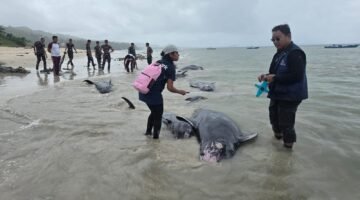 Puluhan Paus Pilot Terdampar di Rote Ndao, 34 Berhasil Diselamatkan