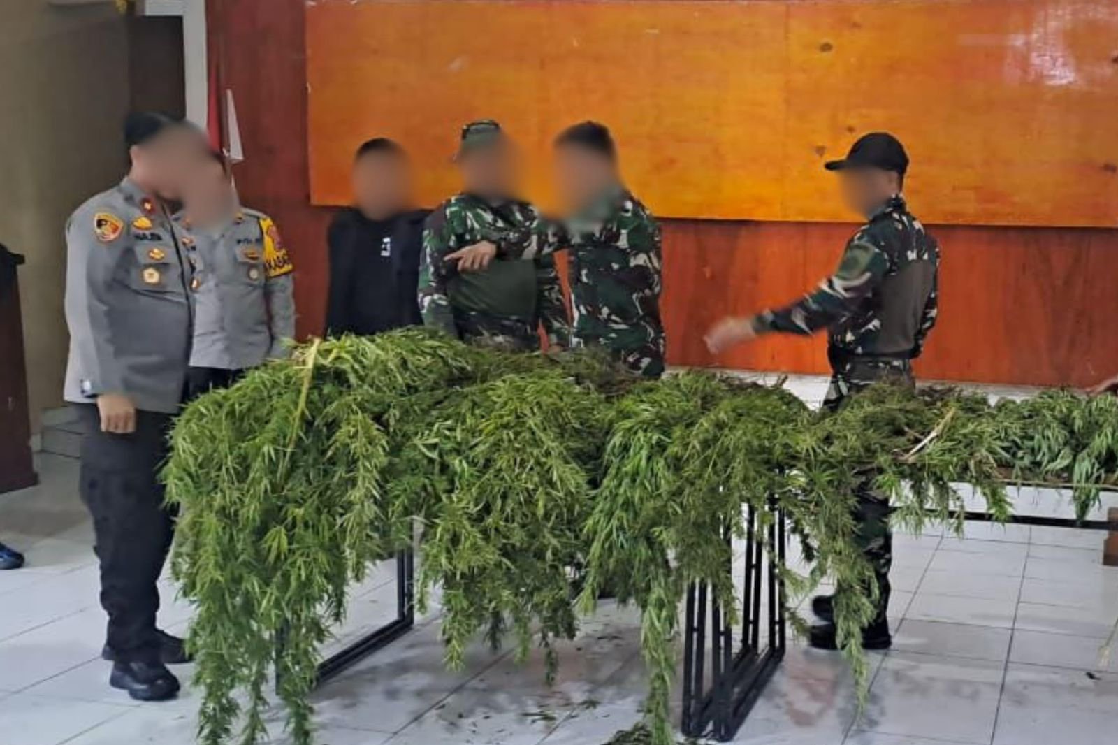 Satgas Swasembada Berhasil Ungkap Ladang Ganja di Pegunungan Bintang, Puluhan Tanaman Siap Panen Diamankan