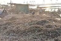 POTRET - tumpukan limbah cangkang kerang hijau yang menggunung di kawasan pesisir Cilincing, Jakarta Utara. (Foto: Suara Realitas).