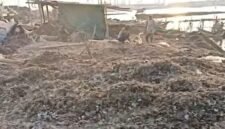 POTRET - tumpukan limbah cangkang kerang hijau yang menggunung di kawasan pesisir Cilincing, Jakarta Utara. (Foto: Suara Realitas).