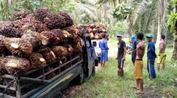 Tata Kelola Ekspor SDA Satu Pintu: Laksanakan Reforma Agraria dan Perluas Sawit Rakyat Menjadi 80%