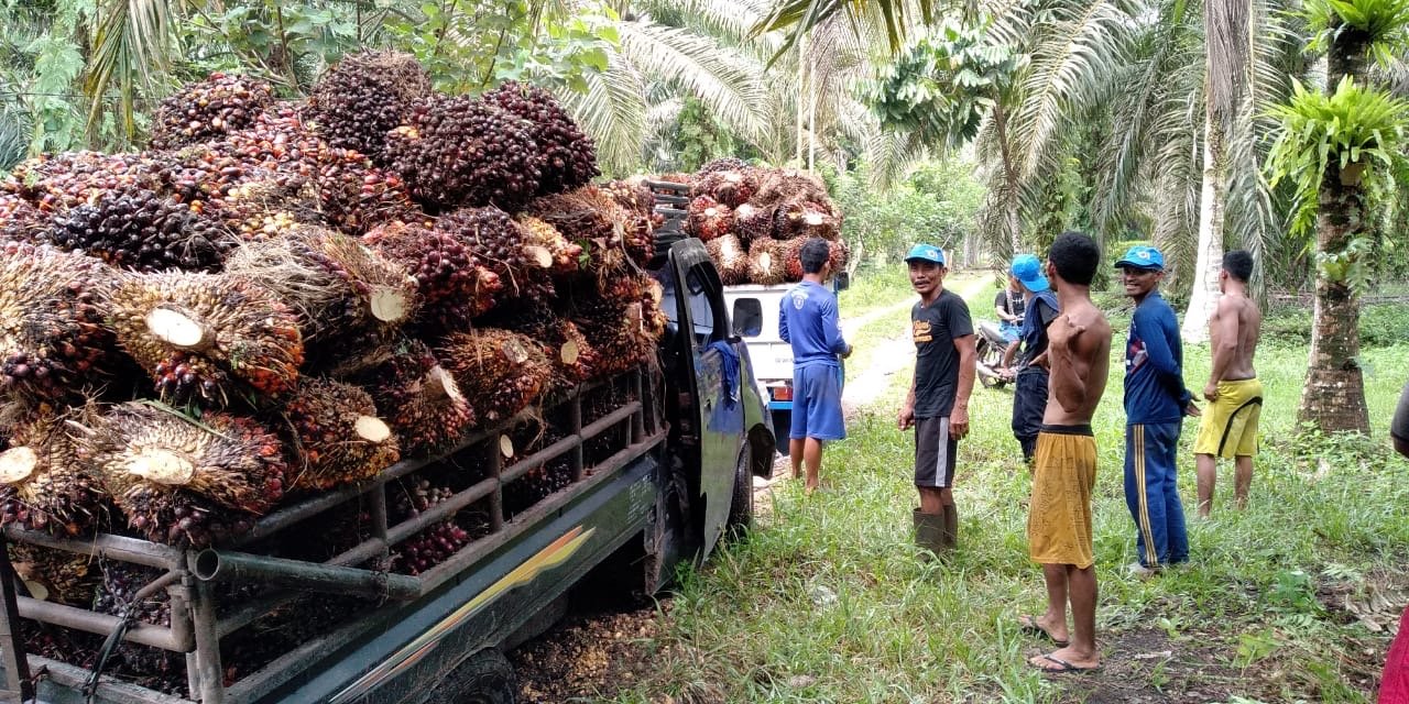 Tata Kelola Ekspor SDA Satu Pintu: Laksanakan Reforma Agraria dan Perluas Sawit Rakyat Menjadi 80%