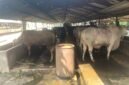 Sebelumnya tim pengawasan dan pengendalian Dinas Lingkungan Hidup dan Kebersihan (DLHK) Kabupaten Tangerang pada Rabu lalu mendatangi peternakan sapi di Kelurahan Pakulonan Barat, Kecamatan Kelapa Dua Kabupaten Tangerang dan menyebut peternakan tersebut diduga belum berijin.