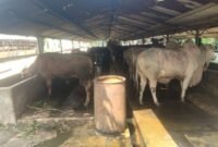 Sebelumnya tim pengawasan dan pengendalian Dinas Lingkungan Hidup dan Kebersihan (DLHK) Kabupaten Tangerang pada Rabu lalu mendatangi peternakan sapi di Kelurahan Pakulonan Barat, Kecamatan Kelapa Dua Kabupaten Tangerang dan menyebut peternakan tersebut diduga belum berijin.