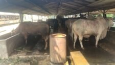 Sebelumnya tim pengawasan dan pengendalian Dinas Lingkungan Hidup dan Kebersihan (DLHK) Kabupaten Tangerang pada Rabu lalu mendatangi peternakan sapi di Kelurahan Pakulonan Barat, Kecamatan Kelapa Dua Kabupaten Tangerang dan menyebut peternakan tersebut diduga belum berijin.