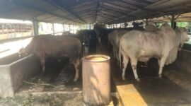 Sebelumnya tim pengawasan dan pengendalian Dinas Lingkungan Hidup dan Kebersihan (DLHK) Kabupaten Tangerang pada Rabu lalu mendatangi peternakan sapi di Kelurahan Pakulonan Barat, Kecamatan Kelapa Dua Kabupaten Tangerang dan menyebut peternakan tersebut diduga belum berijin.