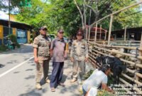 POTRET - Petugas Satpol PP saat menertibkan lapak pedagang hewan kurban. (Foto: Istimewa).