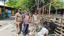 POTRET - Petugas Satpol PP saat menertibkan lapak pedagang hewan kurban. (Foto: Istimewa).