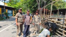POTRET - Petugas Satpol PP saat menertibkan lapak pedagang hewan kurban. (Foto: Istimewa).