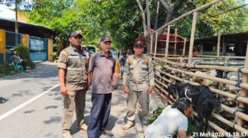 POTRET - Petugas Satpol PP saat menertibkan lapak pedagang hewan kurban. (Foto: Istimewa).