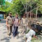POTRET - Petugas Satpol PP saat menertibkan lapak pedagang hewan kurban. (Foto: Istimewa).