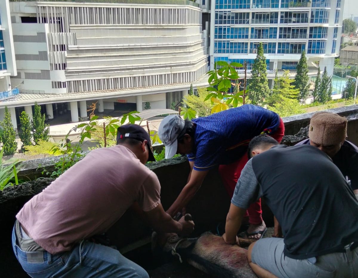 Forum Jurnalis Jakarta Barat Tebar Kepedulian dengan Penyembelihan 5 Kambing Kurban