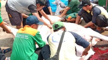 Sambut Hari Raya Idul Adha, Sudin LH Jakarta Utara Sembelih 3 Sapi dan 5 Kambing