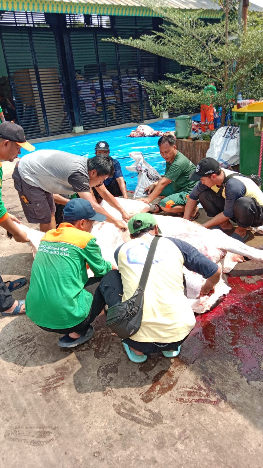 Sambut Hari Raya Idul Adha, Sudin LH Jakarta Utara Sembelih 3 Sapi dan 5 Kambing