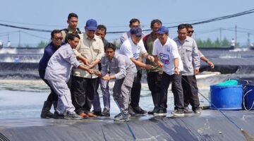 Presiden Prabowo Panen Raya Udang Vannamei di BUBK Kebumen