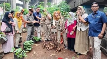 Optimalkan Lahan Tidur, KSO TPK Koja dan Pemerintah Setempat Sukses Panen Singkong serta Terong lewat Urban Farming