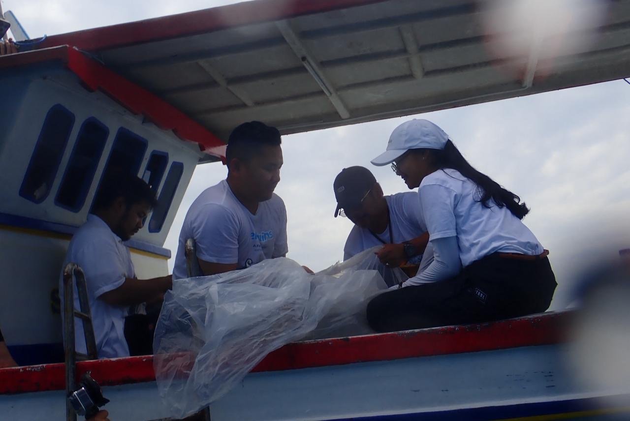Sinergi KKP Lepasliarkan Puluhan Ekor Hiu Hasil Penangkaran
