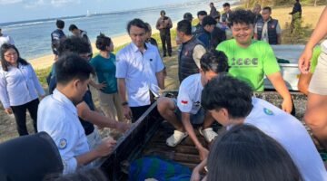 KKP Lepasliarkan 21 Penyu Hijau yang Terancam Punah ke Habitat Aslinya