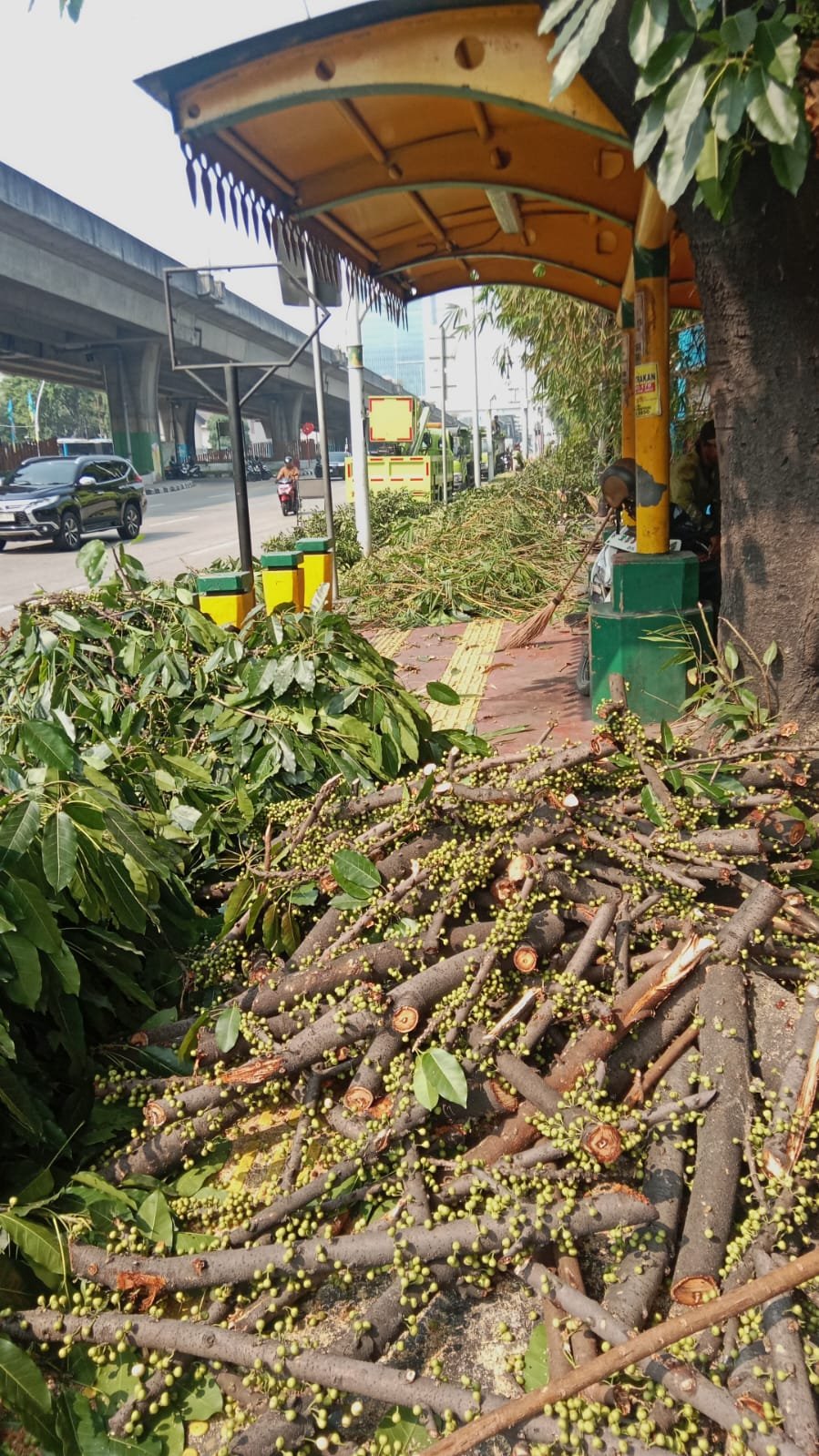 Penopingan Pohon di Jalan Yos Sudarso Tuai Keluhan Warga, Keselamatan Pejalan Kaki Dinilai Kurang Diperhatikan