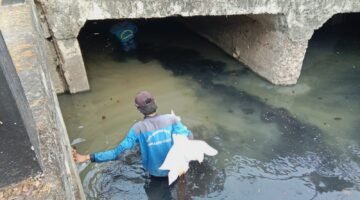 Penanganan Krosingan Gorong-Gorong, PJLP SDA Kecamatan Tanjung Priok Bersihkan Lumpur di Jalan Taman Sunter Jaya