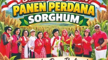 KOWANI Panen Perdana Sorgum di Bogor, Dorong Ketahanan Pangan dari Hulu hingga Hilir
